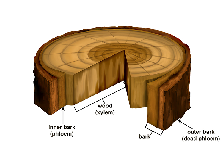 Xylem is the wood, the inner bark is the phloem and outer bark is dead phloem